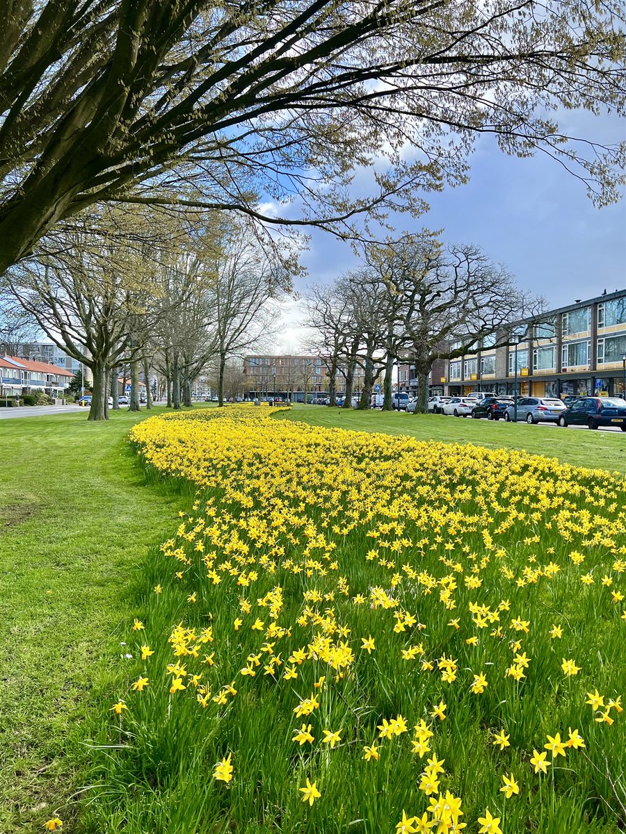 🌾 Doe mee aan Maai Mei Niet! Laat je gazon groeien en bloeien voor biodiversiteit. Bijen houden van bloemen, geen gras! Geef je grasmaaier rust. Ontdek waar in Breda het gras mag groeien! 👉 bit.ly/3UNIPEv #maaimeiniet #breda #gemeentebreda