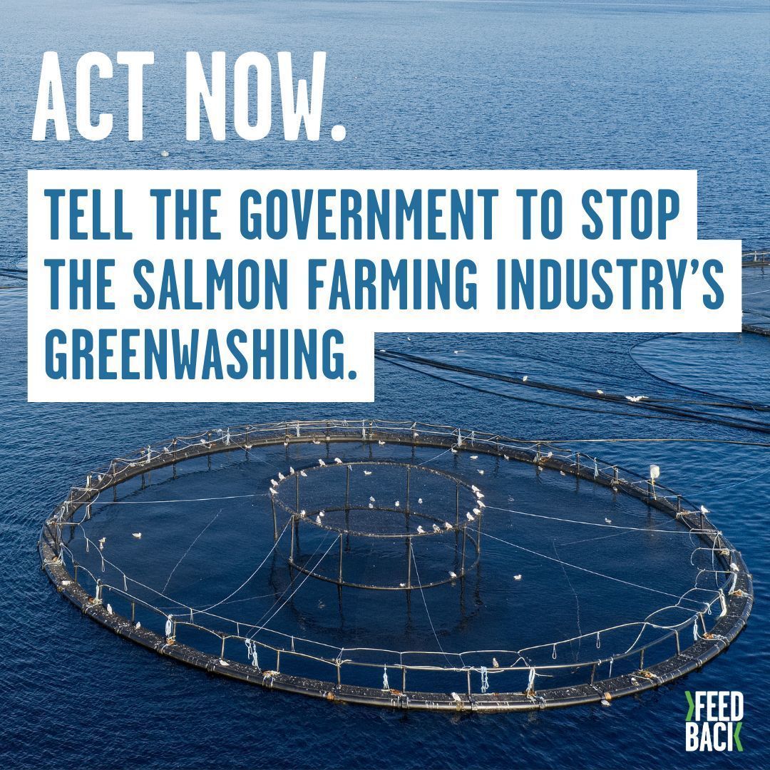 ⌛Last chance to stop the salmon farming industry's greenwash! The UK govt has approved the salmon farming industry's request to remove ‘farmed’ from labels, hiding the harmful impacts of farmed salmon. 👊 Help us stop this greenwash. Deadline tonight! buff.ly/3QgRMnk