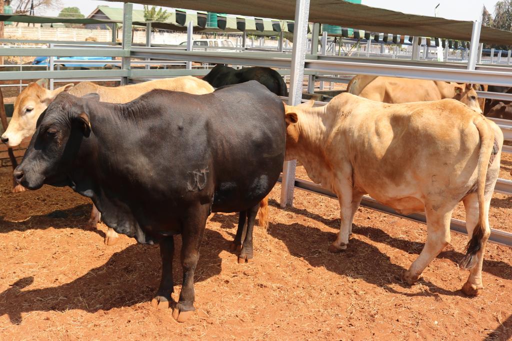 Cattle fattening enables cattle to express fully their genetic potential for growth and improve their degree of finish. This means they can fetch better grades and prices at the market. #agribusinesstalk #cattle #farming #feedlot
