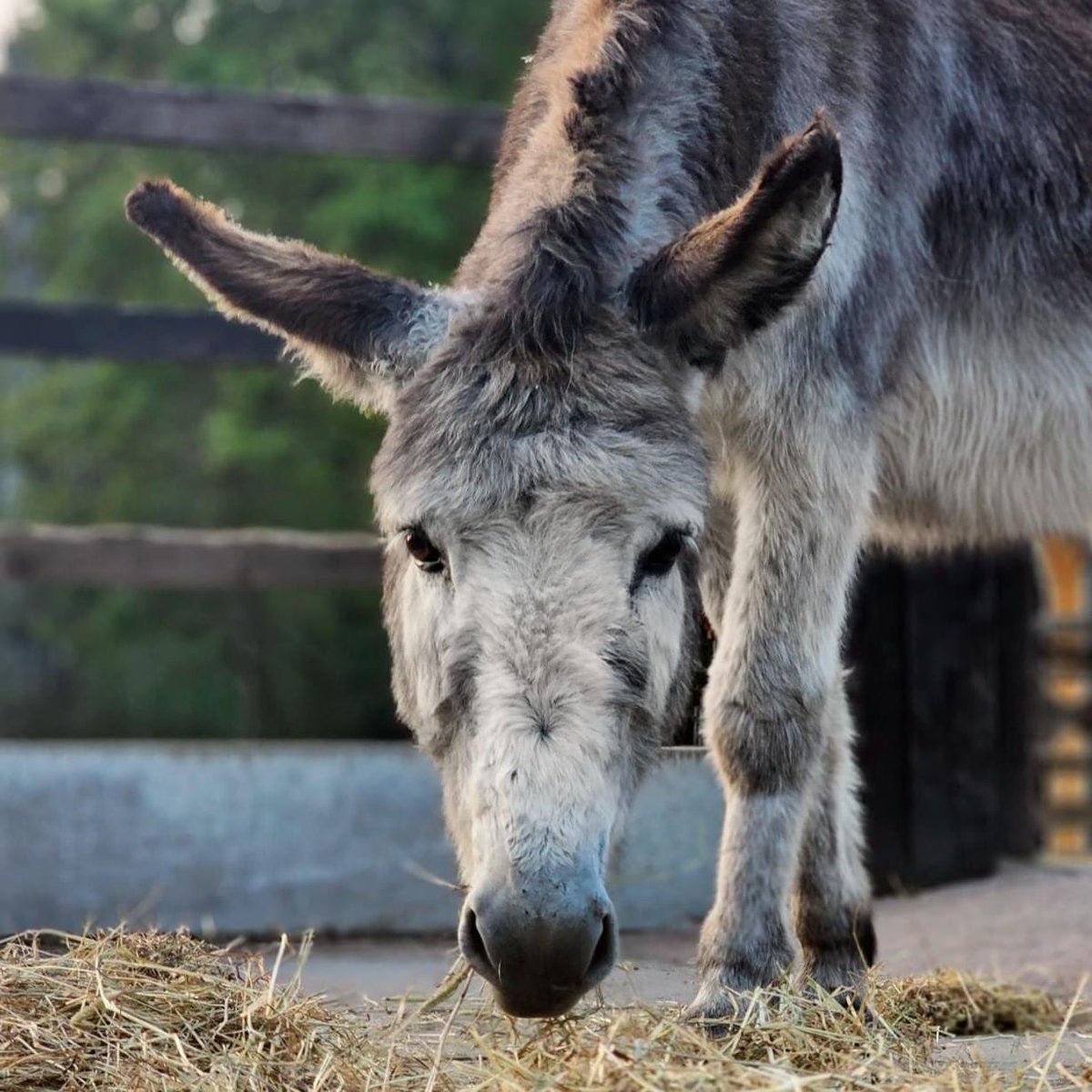 Donkey of the Day 🤗 #donkey #donkeywelfare #donkeys #Eeyore #Ilovedonkeys  #donkeyrescue #donkeylife #donkeysanctuary #haven #donkeyhaven #donkeylove #donkeyphotography Photo credit: @DonkeySanctuary