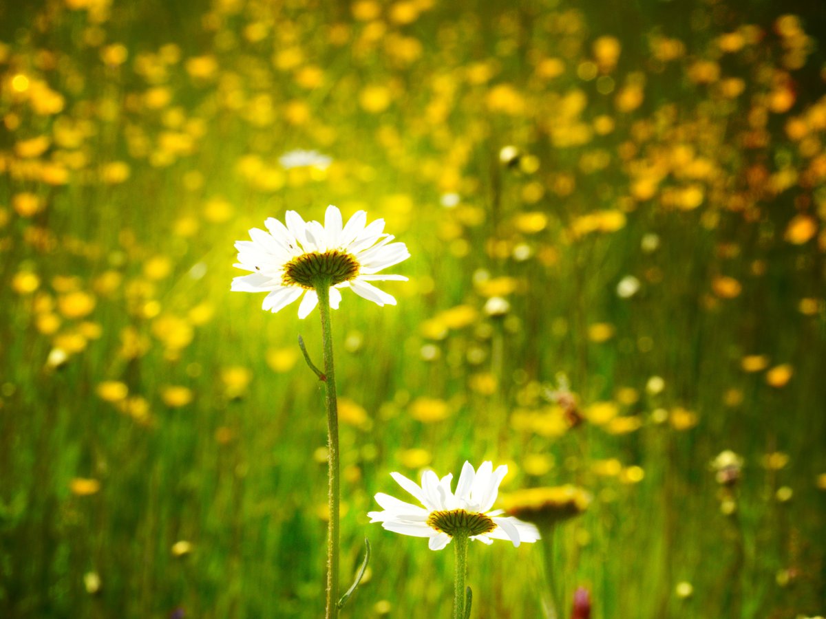 Bring me sunshine. The Oxeye Daisy #HedgerowChallenge #wildflowerhour