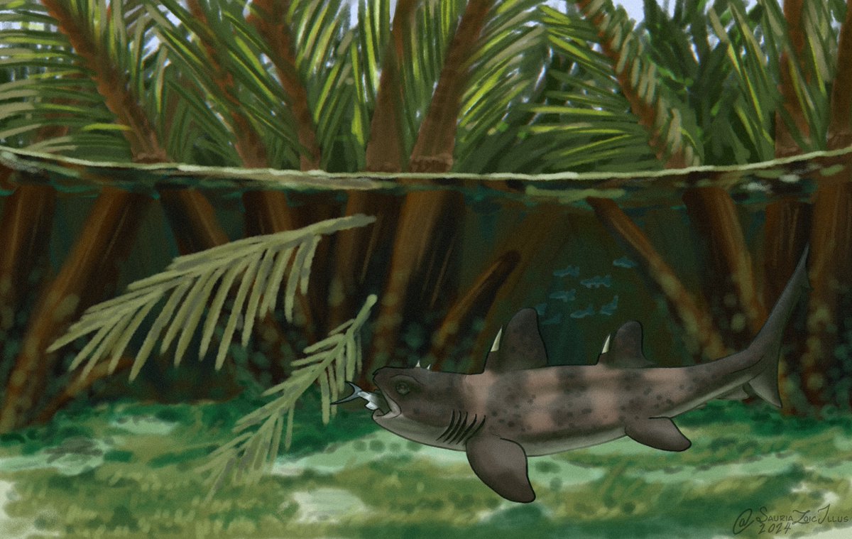#Maysozoic Day 7 - Hybodus

Hybodus looks so much cooler than how most people reconstruct it ngl, this is 100% the case where the more accurate reconstruction looks better than the non-accurate ones imo