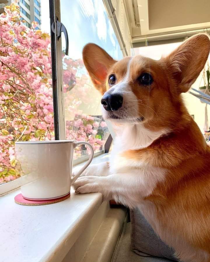 Morning Coffee ☕

#corgi #corgidog #doglover #cutedog #dogsoftwitter