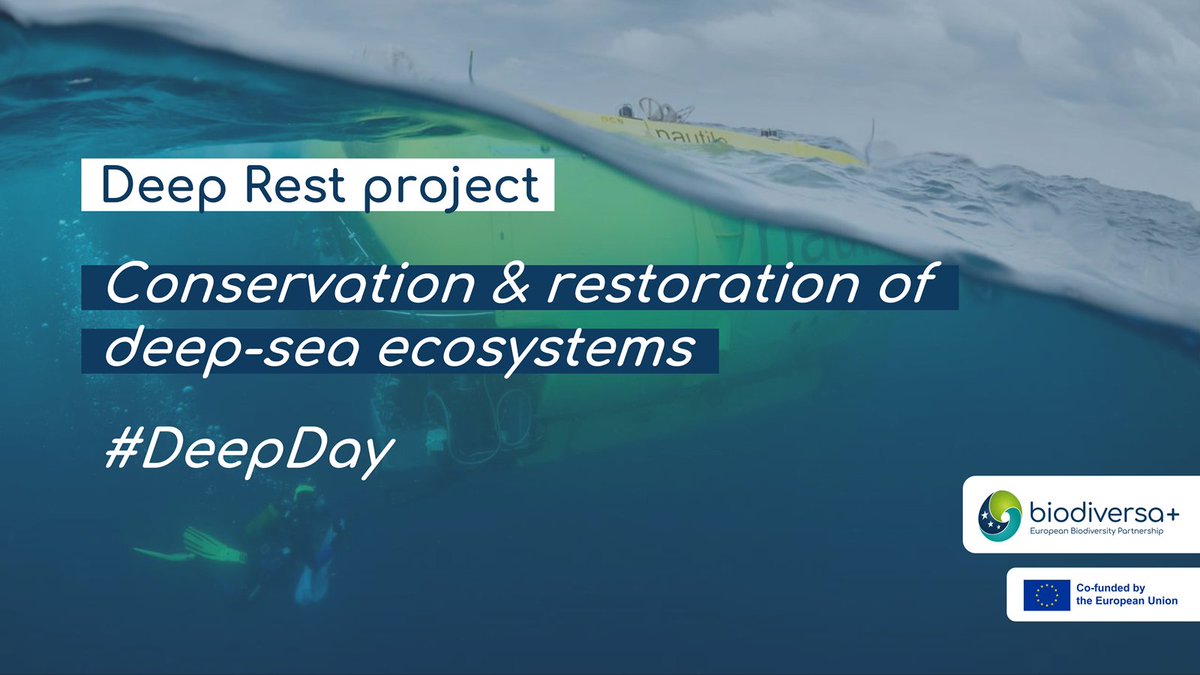 🌊 Today is #DeepDay! (thx @DeepSeaConserve) Let's shine a spotlight on Deep Rest, a project exploring deep-sea ecosystems: nodule fields & hydrothermal vents. By studying their dynamics and recovery from disturbances, Deep Rest aims to inform policy on deep-sea mining. 1/2