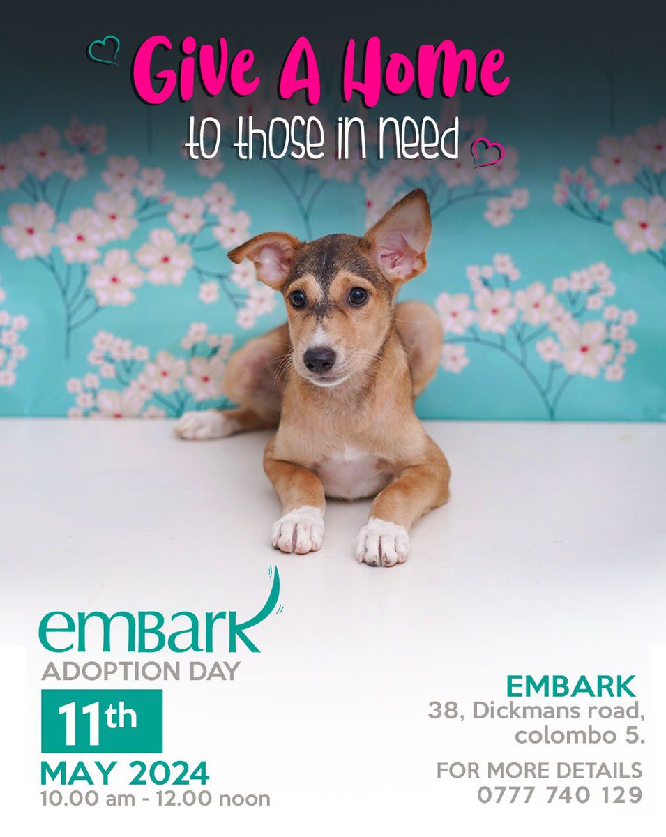 Once again this Saturday, we’ll be at No. 38, Dickmans Road, Colombo 05 from 10 am to 12 noon Our adorable and lovely puppies will be waiting to find homes😊❤️ #Embark #AdoptDontShop #SriLanka