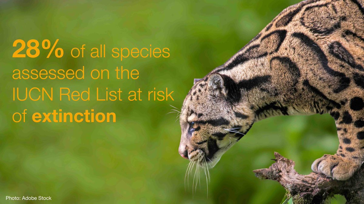 What can countries do to halt #Biodiversity loss? Our global Species Action Plan provides the first comprehensive roadmap of the critical actions needed to protect our planet’s species. Learn more bit.ly/3FxhzSf @IUCNsos
