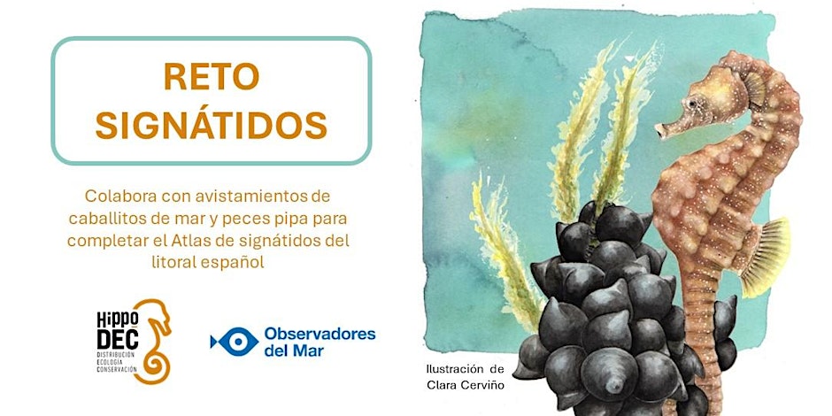 #LastCall 📢 ¡Última oportunidad para apuntarte a la sesión sobre el reto de los Signátidos del 8 de mayo! Descubre cómo contribuir con avistamientos de caballitos de mar y peces pipa. ¡Apúntate! 👇 eventbrite.es/e/sesion-infor… @Hippo_DEC @projectseahorse @eurosyng @SantanderFund