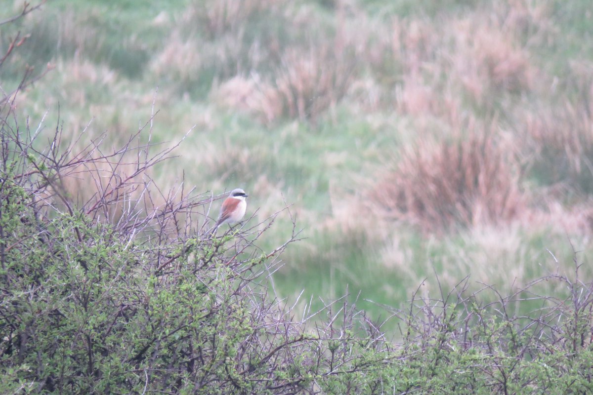 Great to hear this male Red-backed Shrike singing last night at St Abbs Head. Mimicry included Sedge Warbler, Swallow, Linnet and Blue Tit. Caught a caterpillar and a small beetle - crackin birds to watch!!!!! 🔥
