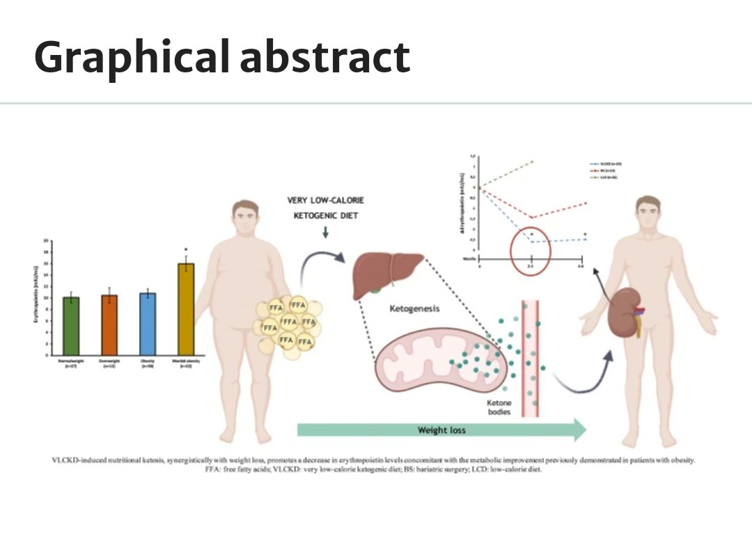 📣 New #EpiEndoNut-group (@idis_research) article, collaborating with @danielendocrino and @DiegoBellido2. 👉Synergistic effect of #ketosis and #weightloss induced by a #VLCKD on #obesity-related #erytropoietin levels. Compared with #Bariatricsurgery. link.springer.com/article/10.100…