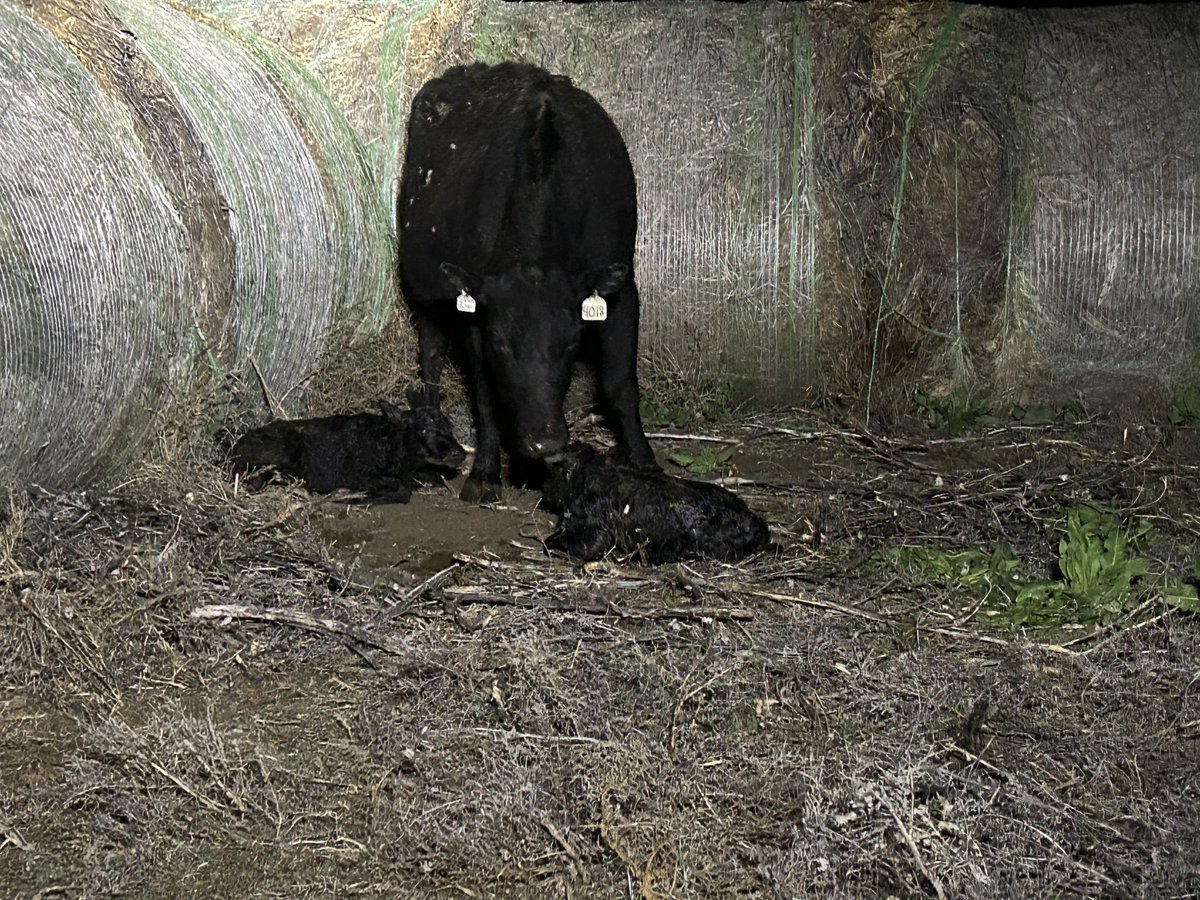 This ten year old cow picked one hell of a windy night to have twins. #ranchlife #AgTwitter