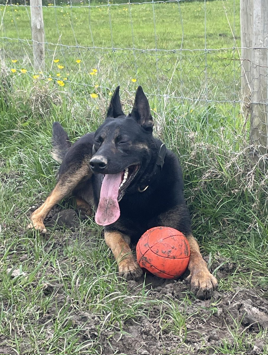We aren't saying Arti from the #Cheshire kennels is ' extra ' but we only asked for 1 #TongueOutTuesday photo 👅😂 #dogs #germanshepherd #Tuesday #tuesdayvibe