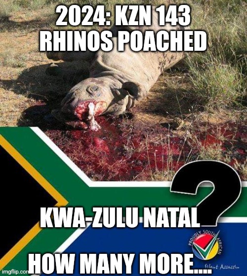 #SA #KZN the #rhino #poaching destination of choice! 143 #rhinos #poached in #KZN this year, almost 62% of the National #rhino #poaching figures up to April 2024! How many more will be slaughtered? @GovernmentZA @EZEMVELOKZNWILD rangers need your support to #StopRhinoPoaching!