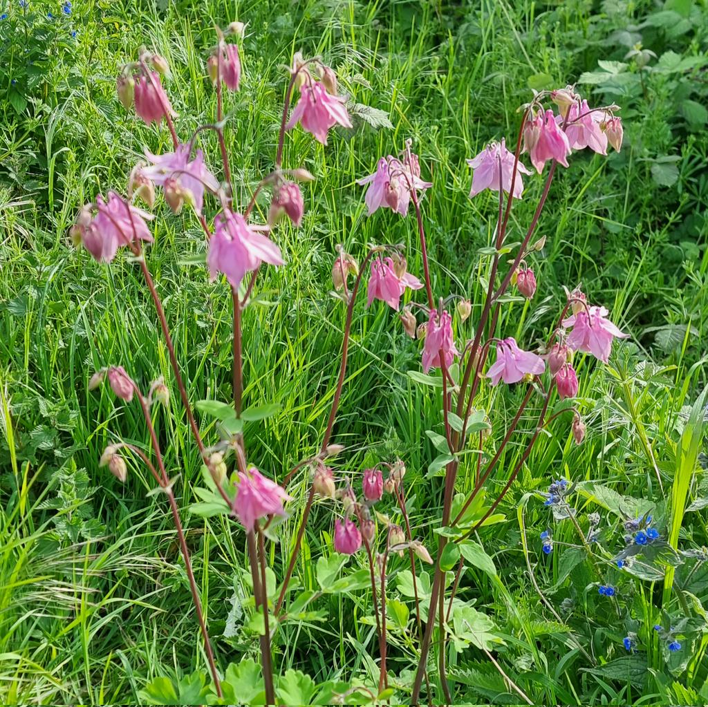 During the @MayorofLondon election, Sadiq Khan pledged to turn London into a wildlife haven. He promised funding for meadows and local pollinator habitats. Today's the first working day back - a day to double down on his commitment to make our city nature rich. #hackneybuzzline