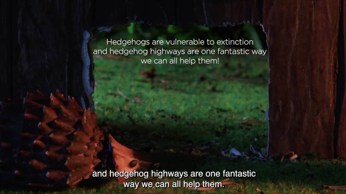 Utterly wonderful series of films from @hedgehogsociety for #HedgehogWeek made by @LIQUONA and narrated by the amazing @ChrisGPackham - read more about them! change.org/p/help-save-br…