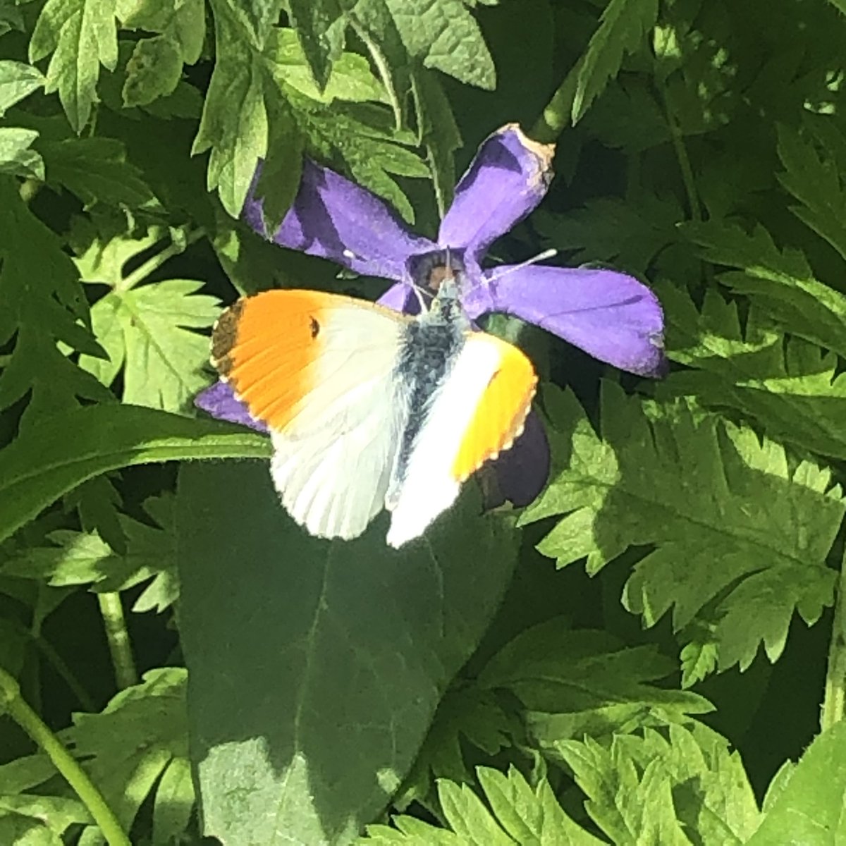 Pleased to have reached 100 butterfly records despite the weather My top 3 of 2024 so far are: 🦋 orange tip 🦋 speckled wood 🦋brimstone Really enjoy being part of a community of citizen scientists adding sightings to the @savebutterflies and @UK_CEH iRecord butterfly app