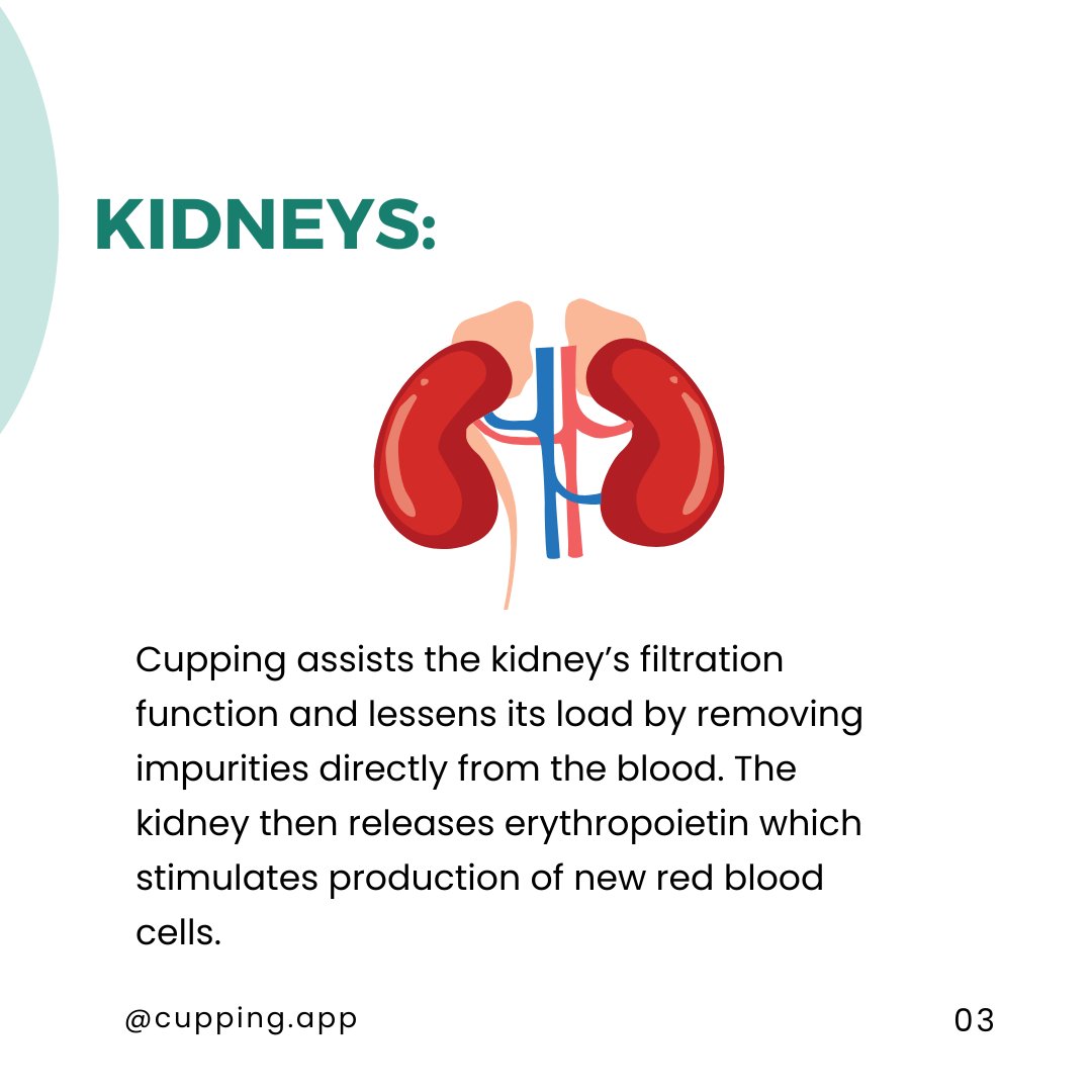 Here's how Cupping Therapy impacts on Organs & Systems.

To find out more feel free to DM us at @cupping_app or WhatsApp directly on 
+91 70324 07568
.
.
.
#cuppingtherapy #cuppingmassagetherapy #hijamacuppingtherapy #cuppingtherapy❤️ #india  #cuppingtherapybenefits #cupping.app