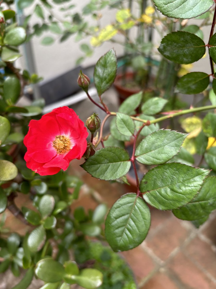 父親が残してくれた花が咲き始めました
今日で四十九日
忌明けです