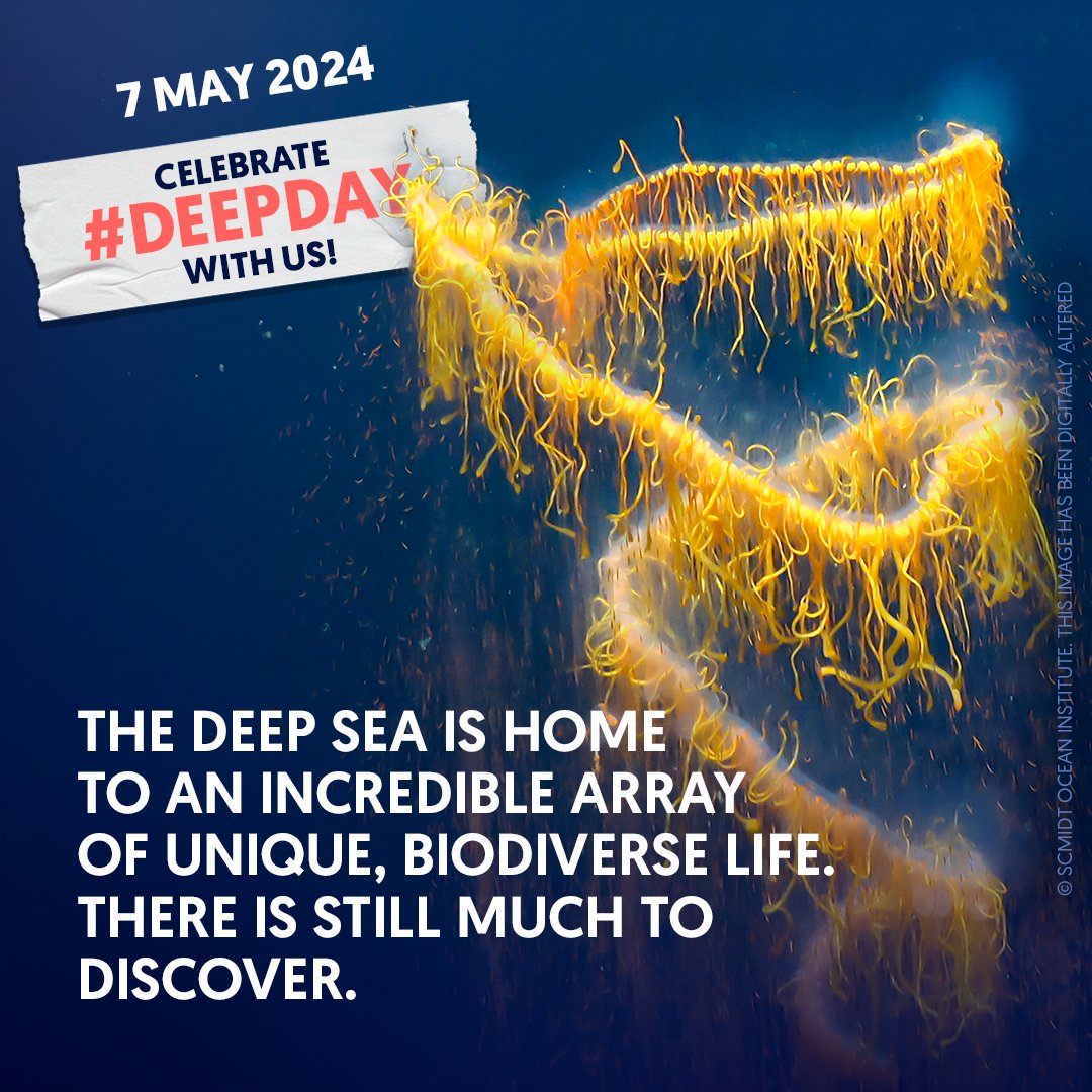 It’s #DeepDay! The #DeepSea makes up 90% of the marine environment, but just 5% of the ocean is estimated to have been explored. What we know is that the deep sea is critical for the functioning of our planet! europe.oceana.org/blog/feature-d… @DeepSeaConserve