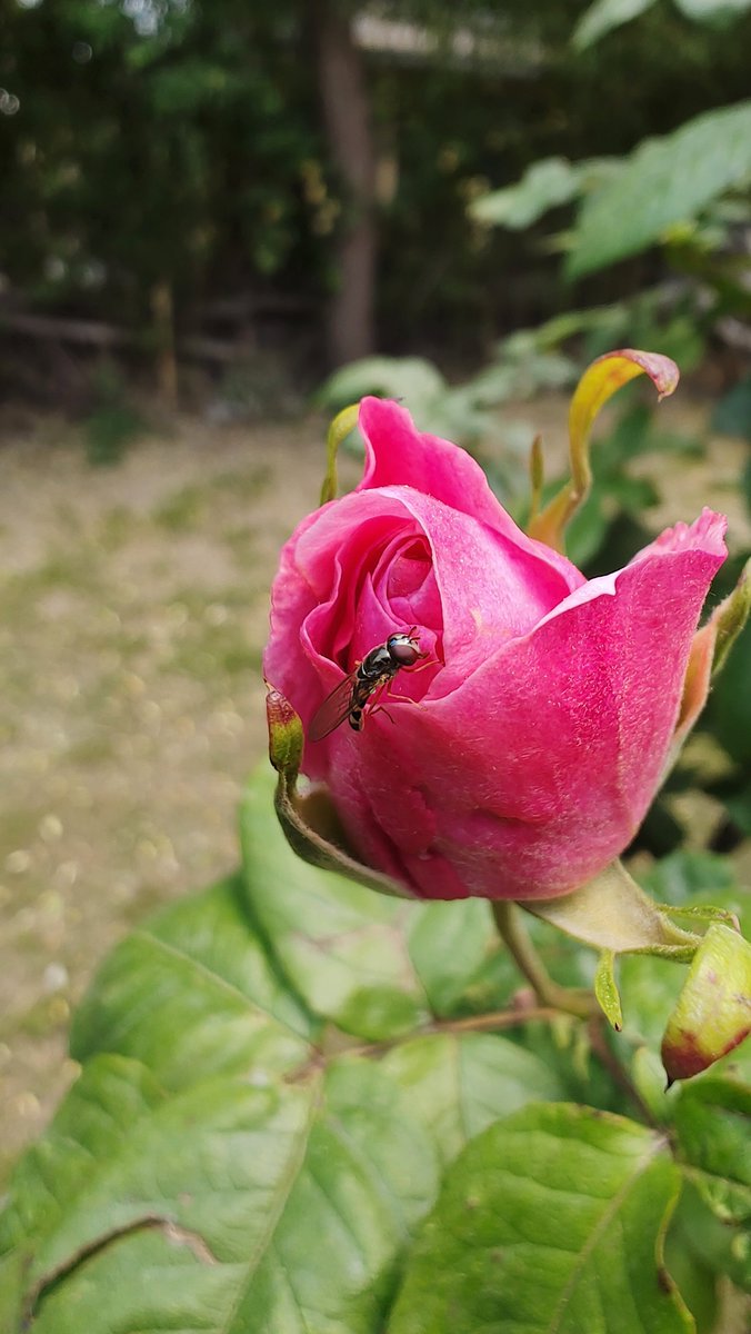 Pollination at work. Not having enough bees is a sureshot path to disaster. availability and diversity of fresh produce would decline substantially, many crops would be lost all together. #bees #pollination #nature