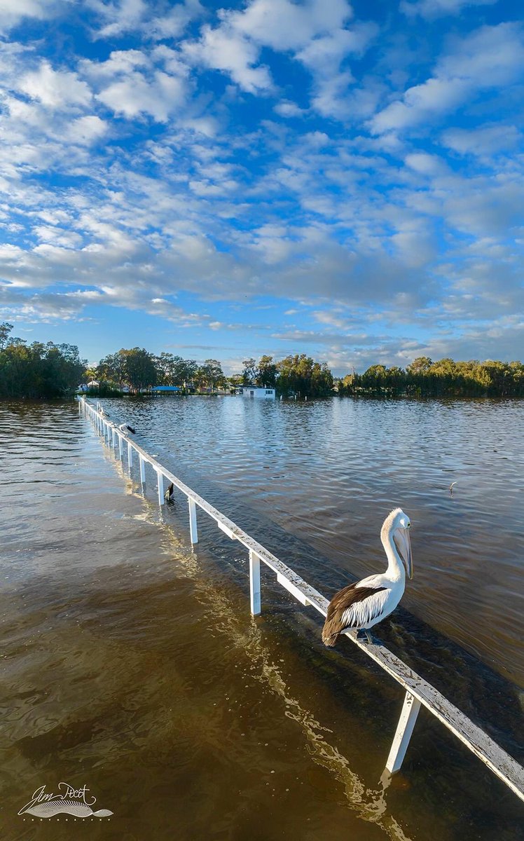 Happy Tuesday wave from Long Jetty which is under water today. Just the railing and Pelican enjoying the day. To the left of the railing is the jetty which is usually well above the water and where I fish from.