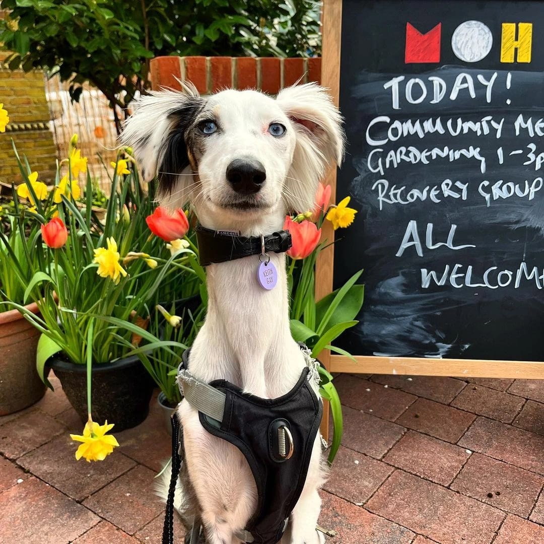 Today! Community Tuesday! ❤️ Gardening 11 - 3pm ❤️ Open Studio 11 - 1.30pm ❤️ Lunch 1.30pm ❤️ Peoples Recovery Project 3 - 5pm @CommunityTPRP On our museum site in #FinsburyPark