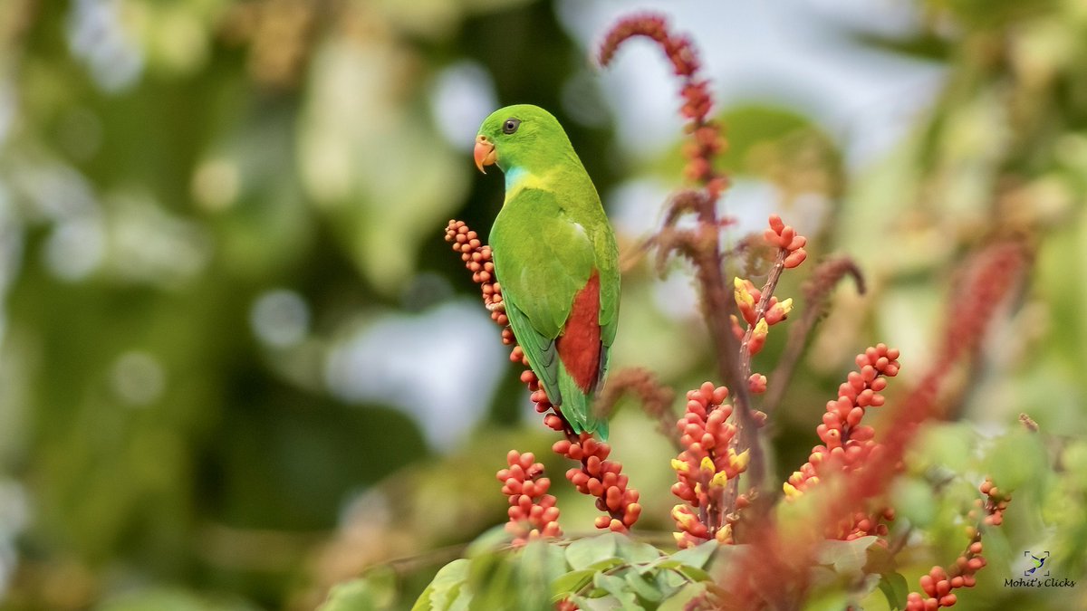 Share something green from your gallery. Here is Vernal Hanging Parrot. Only Parrot species from India.