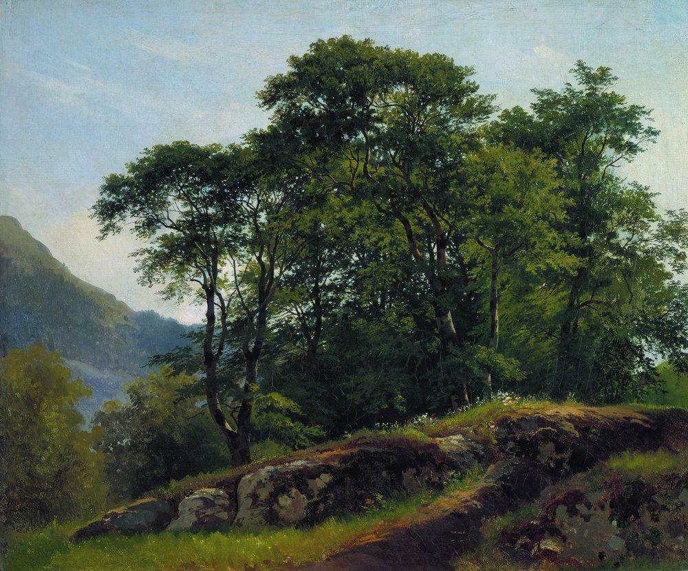 Beech Forest in Switzerland, 1863 Get more Shishkin 🍒 linktr.ee/shishkin_artbot
