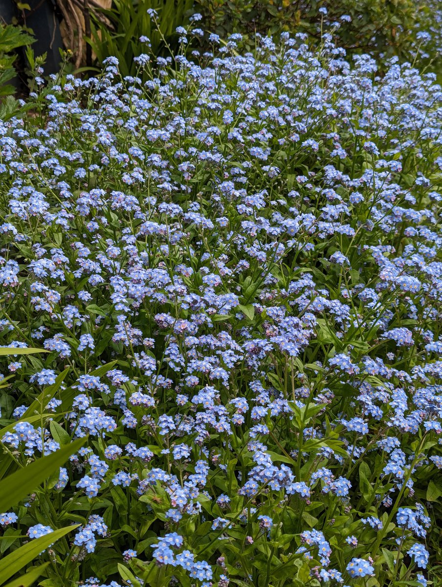 Swathes of blue.. forget me nots
🌿 💙 🌿 💙 🌿 ✌️😌
#TuesdayBlue #Flowers #gardening