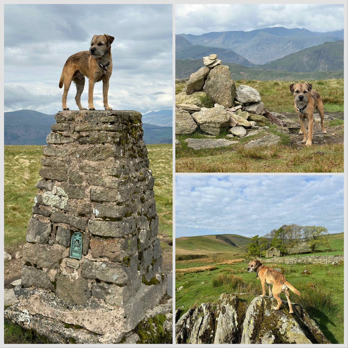 Out on the moorland tops of the Far Eastern Fells today. Lots of skylarks and a giant hare! #BTposse #cumbria #lakedistrict