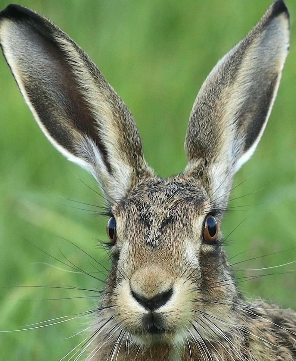 Hares have proportionally big ears not only for thermoregulation but to help with their eyesight! 

The ears act as part of a head suspensory system, absorbing shock that might otherwise interfere with vision during high-speed locomotion!
#nature #wildlife
📷francescrickmorephoto