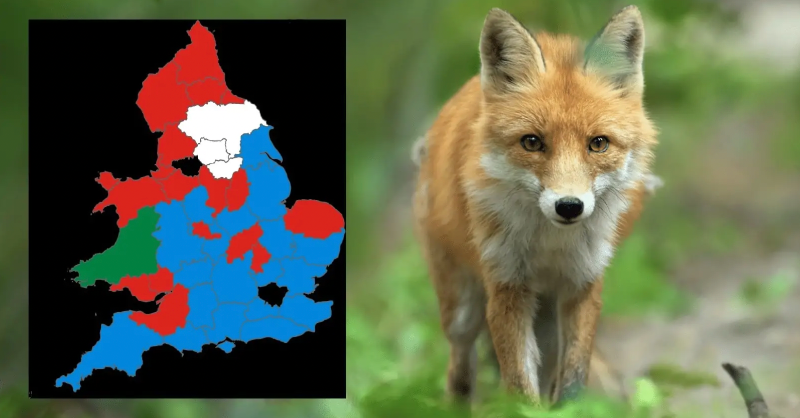 Labour has made significant gains in the 2024 England and Wales Police and Crime Commissioner (PCC) elections. 

This could be very positive news for animals – because PCCs have significant influence over whether wildlife crime is taken seriously by local police forces.