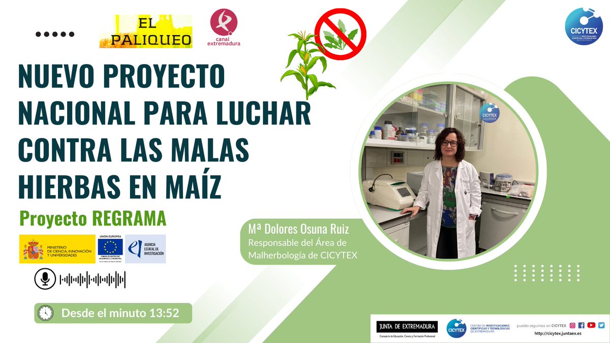 🔴Nuestro Área de Protección Vegetal participa en el Proyecto REGRAMA👇 🌽Un nuevo proyecto nacional para luchar contra las malas hierbas en maíz 🚫🌿 👩‍🔬Te lo cuenta nuestra responsable de malherbología Mª Dolores Osuna 📻Dale al play canalextremadura.es/a-la-carta/el-…