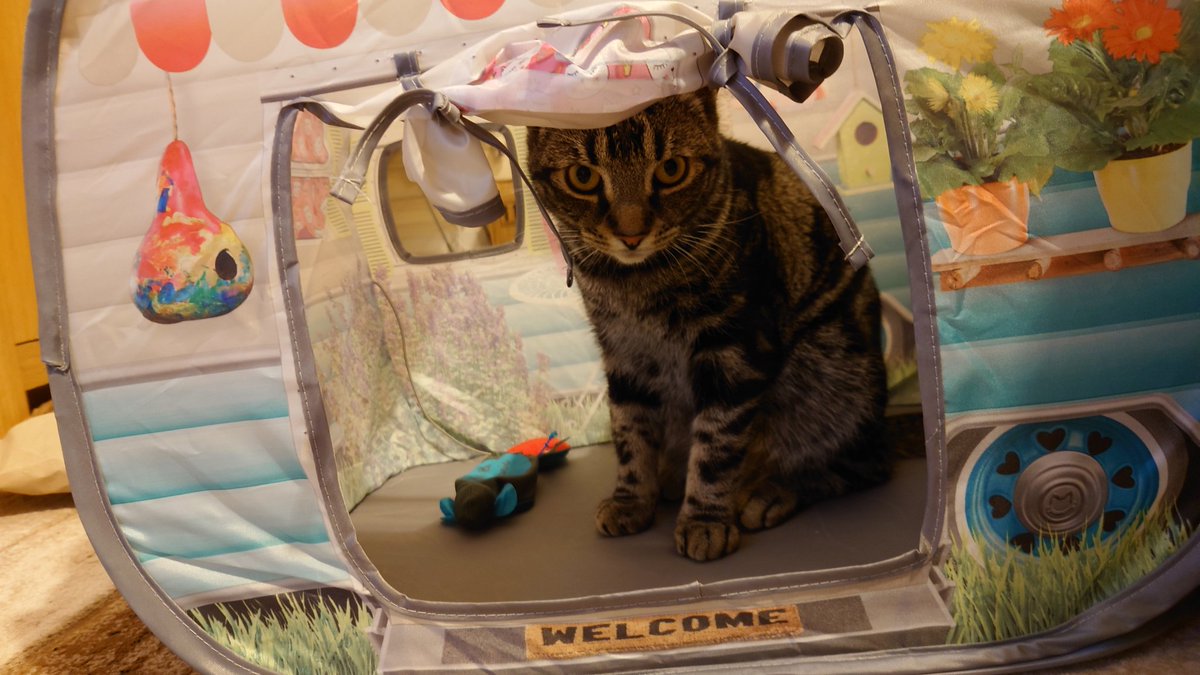 Hi @SusanCalman Could you make birthday boy Enzo your cat of the day?
He's having his own Grand day out in his campervan