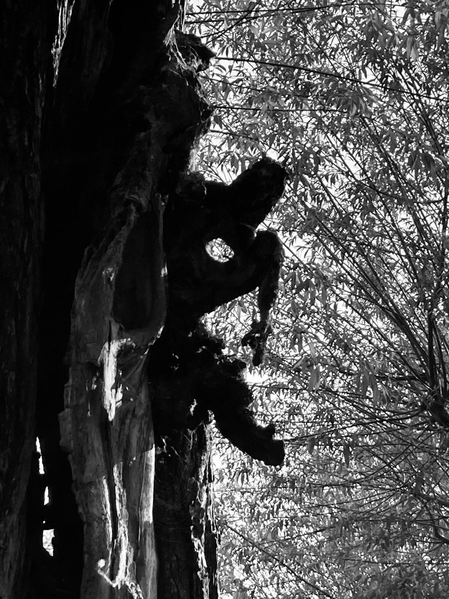 Wicked witch of the trees #trees #nature #getoutside #photograghy