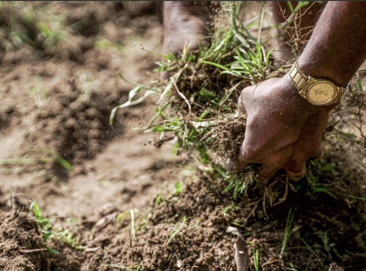 Today at the Africa Fertiliser & Soil Health Summit #AFSH24 join @CABI_News and @ISRICorg at our event - Strengthening National Soil Information Systems - A Framework for Sustainable SIS Intervention Design - at 15:30 (EST) Tent 4. zoom.us/webinar/regist…