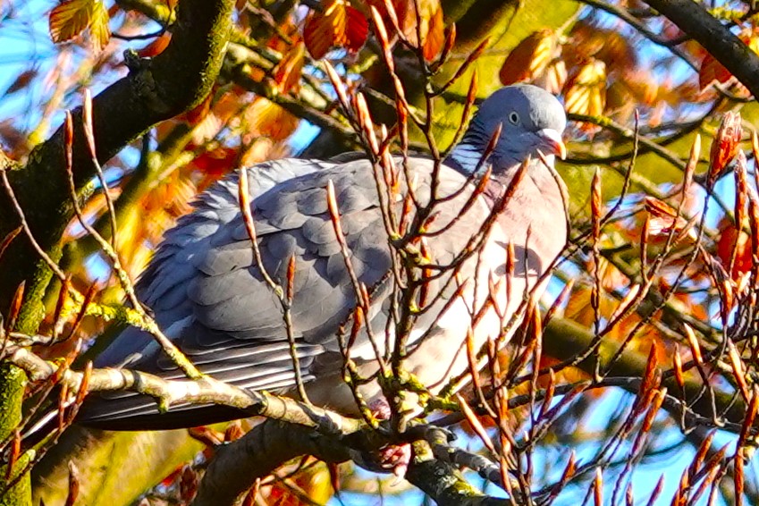 Wood Pigeon snuggled in the branches.
#WoodPigeons #pigeons #birds #BirdPhotography #wildlife #WildlifePhotography #NaturePhotography #photography #birding #TwitterNatureCommunity #BirdsOfTwitter #Telford #Shropshire #NatureLovers #WoodPigeon #pigeon