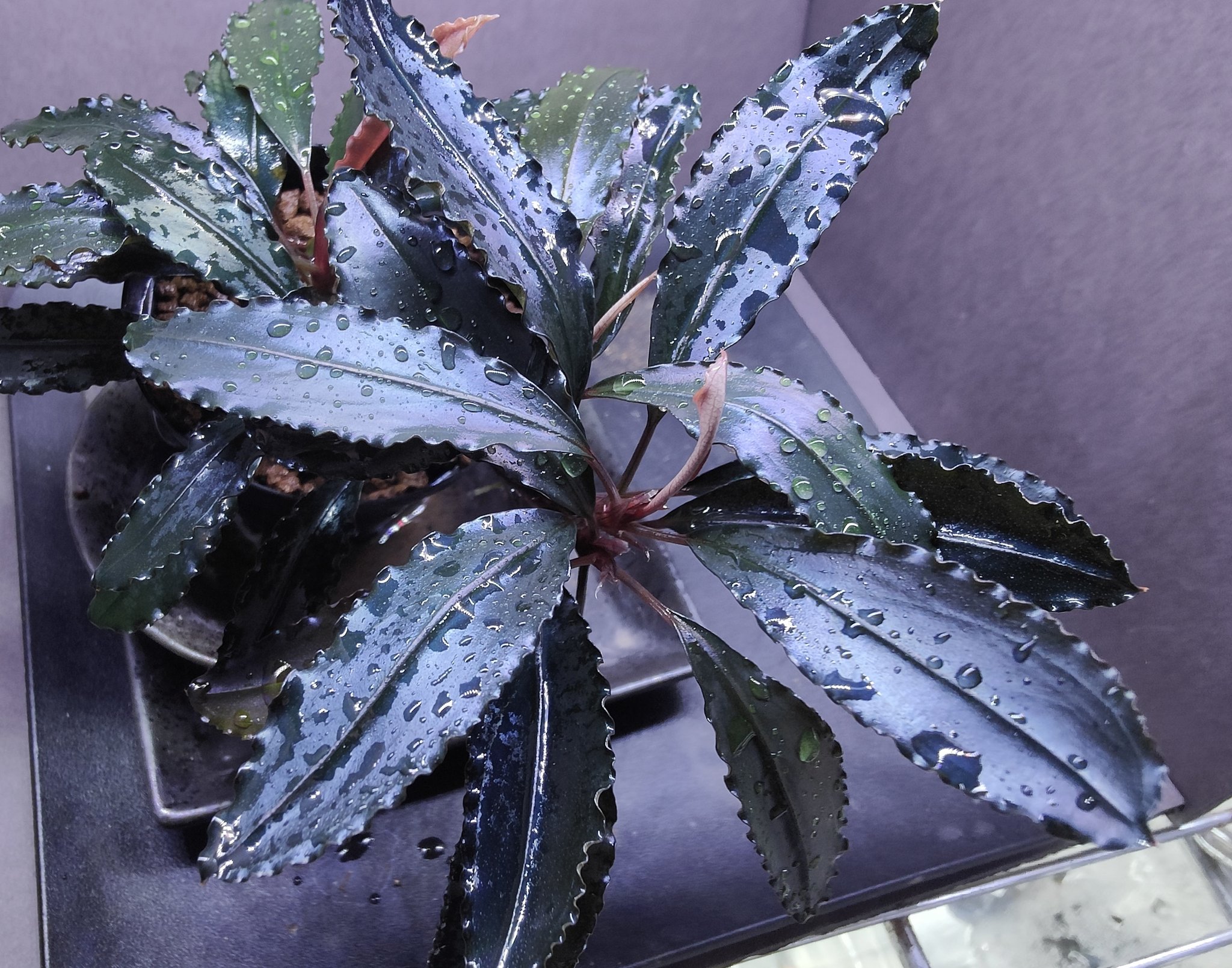 Bucephalandra sp.\"Twinkle\"【水の国】2株セット　ラスト Yahoo!オークション - Bucephalandra sp.Twinkle(ブセファランドラ)