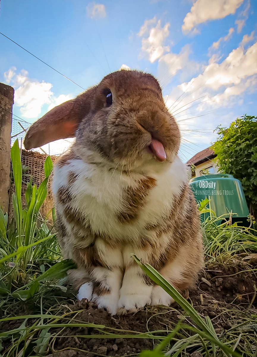 When you try to take a pic of the Sunrise but then you get Photobunned by Yoshon and she says 'Nope, I'm the center of attenshon now 😛😛' with this face 😝😝 #TongueOutTuesday