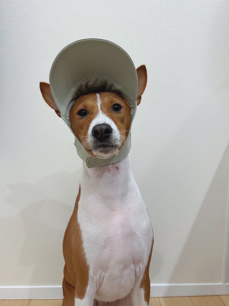 bnimsm's tweet photo. 犬用の帽子ちゃんと耳が出ててほんとかわいい。ちょっとサイズ大きいけど。 https://t.co/Lcn5ExL4GN
