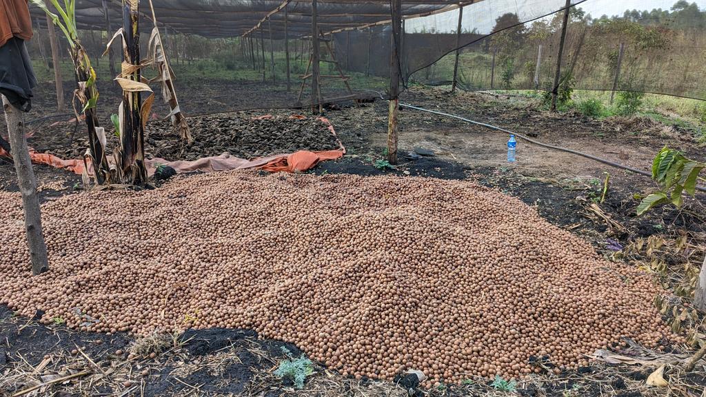 Kata simu bro tuko site ,ntakupigia jioni. 
What do you understand about carbon air opportunity?
 2.5 Tonnes Macadamia seeds👍.
📍 kayanga.

#Carbon #green #GlobalImpact