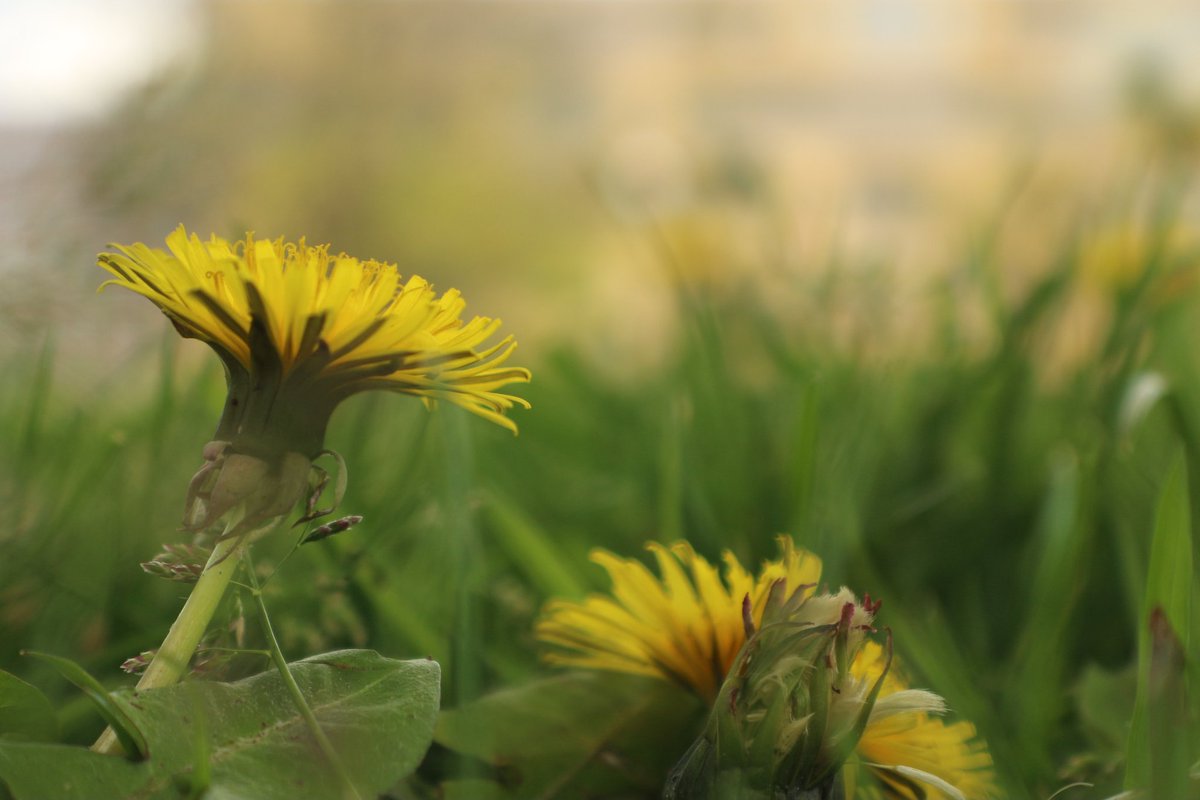 Goedemorgen vandaag is het thema #Groen in #mei_nmooistefotos @bosw8er_jochem Fijne dag allemaal 😃 maak er een mooie van ☘️🌾🌱🤗 📷 Paardenbloem in het groen