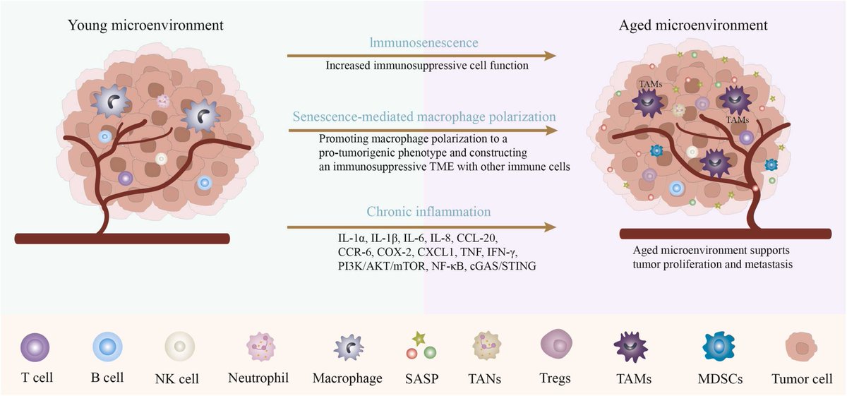 TAMs and Macrophages express IL1RAP, Cantargia's antibody Nadunolimab target IL-1RAP and show synergetic effects in combination with chemotherapy

Has also shown signs on altering the TME from immunosuppressive

sciencedirect.com/science/articl…