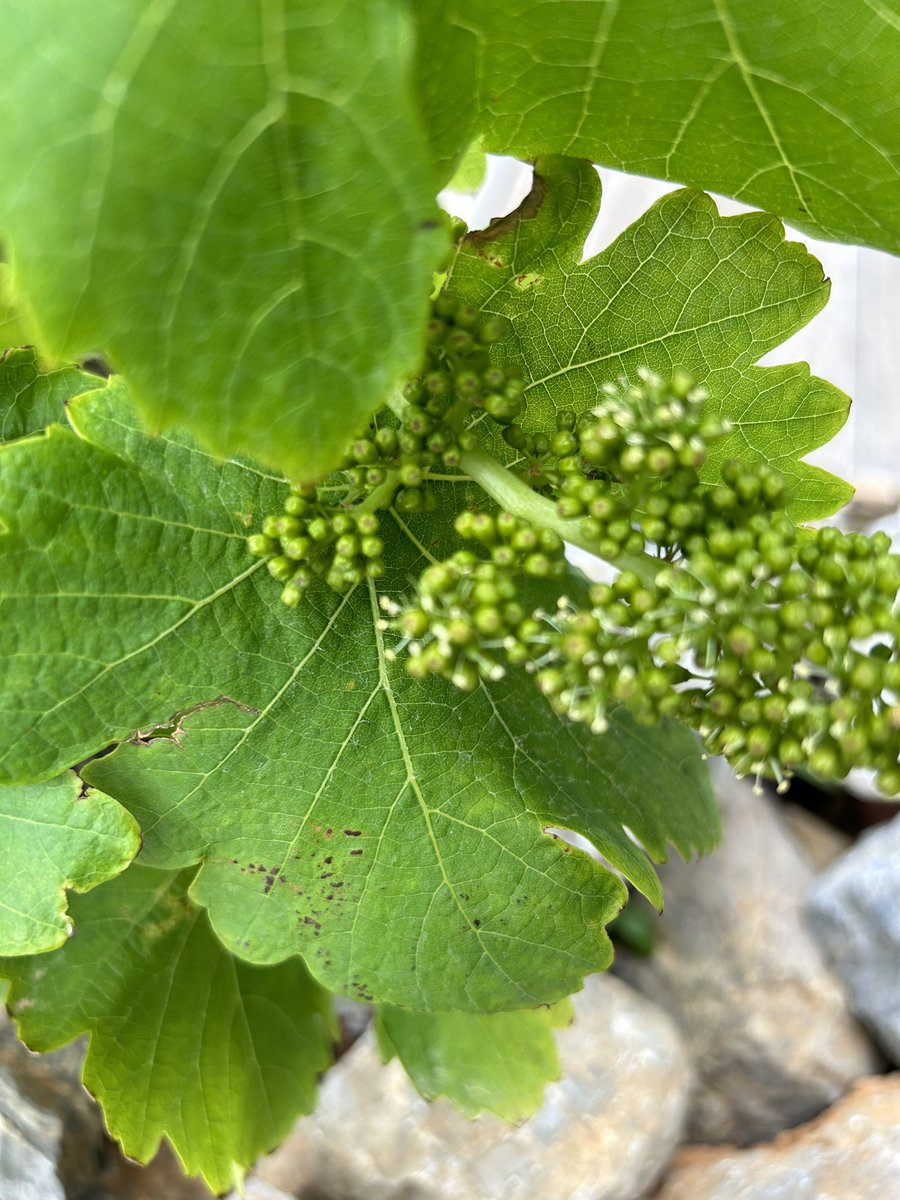 Voilà une étape qui démarre sur grenaches précoces, la floraison! Les pluies salvatrices de la semaine dernière font souffler nos vignes, j’espère que cela permettra de faire aussi un peu de pousse! Gel, grêle ou sécheresse il nous faut faire preuve d’abnégation! @vigneronindep