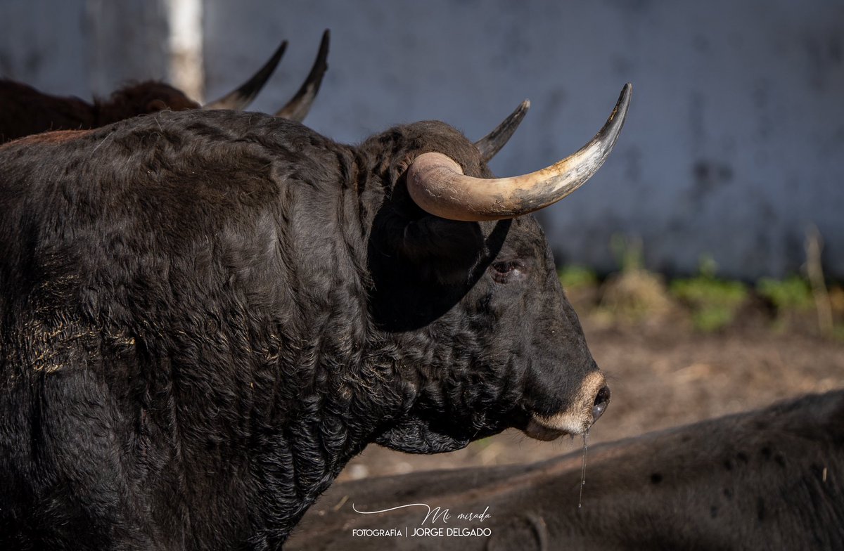 Sr <a href="/AlmeidaPP_/">José Luis Martínez-Almeida</a>  le rogaría a usted se dé una vuelta por la #ventadelbatan  y que por favor intente preservar las instalaciones a la altura de la categoría de la mejor feria taurina del mundo, la belleza del toro no se merece esa dejadez. 
#ventadelbatan <a href="/MADRID/">Ayuntamiento Madrid</a>