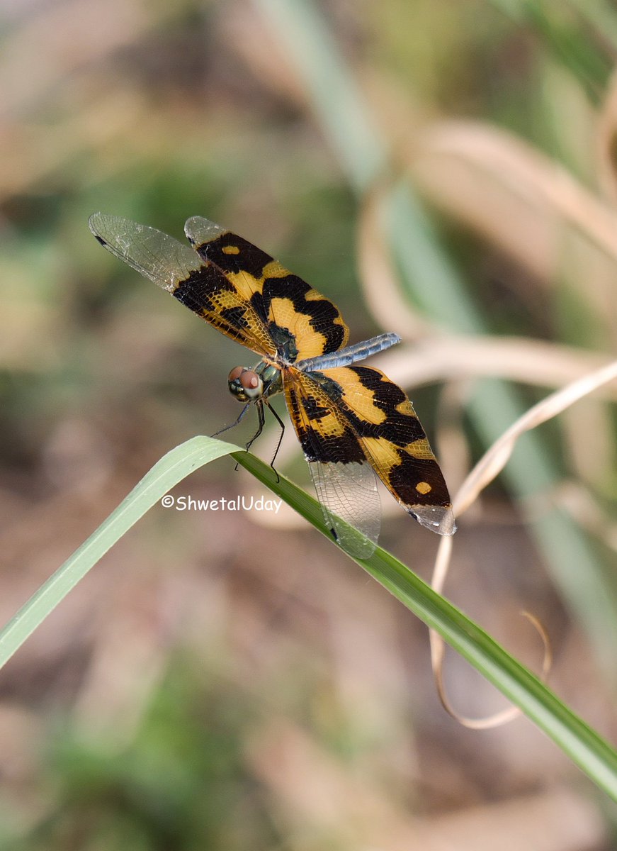 #titlituesday #Indiaves Species of dragonfly known as common picture wing or variegated flutterer #TwitterNatureCommunity #TwitterNaturePhotography #insects #nature #photooftheday @NatGeoIndia @NatureIn_Focus @Advay_Adva