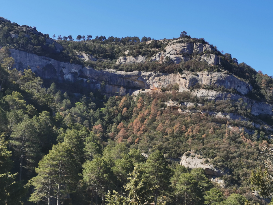 🦠La debilitat dels boscos de pinassa de Catalunya no és (només) per culpa de la sequera 

📑Un estudi publicat a <a href="/ecography/">Mike DeLeonardis (blue checkmark)</a> mostra com dos patògens estan debilitant de manera simultània les pinedes de Catalunya   

Ho podeu llegir👉tuit.cat/s4eUn
Us ho expliquem 👇