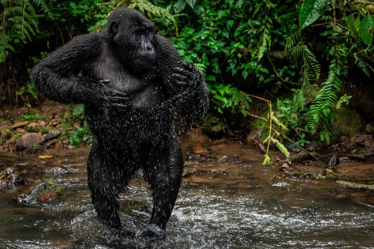 Gorilla Tracking & Habituation Fees! Gorilla Tracking; EAC- UGX 300,000 Foreign Residents- $700 Foreign Non-Residents- $800 Rest of Africa- $500 Gorilla Habituation; EAC- UGX 750,000 FR- $1000 FNR- $1500 Rest of Africa- $1000 #GorillaTrackingUganda #SavingOurPrimates