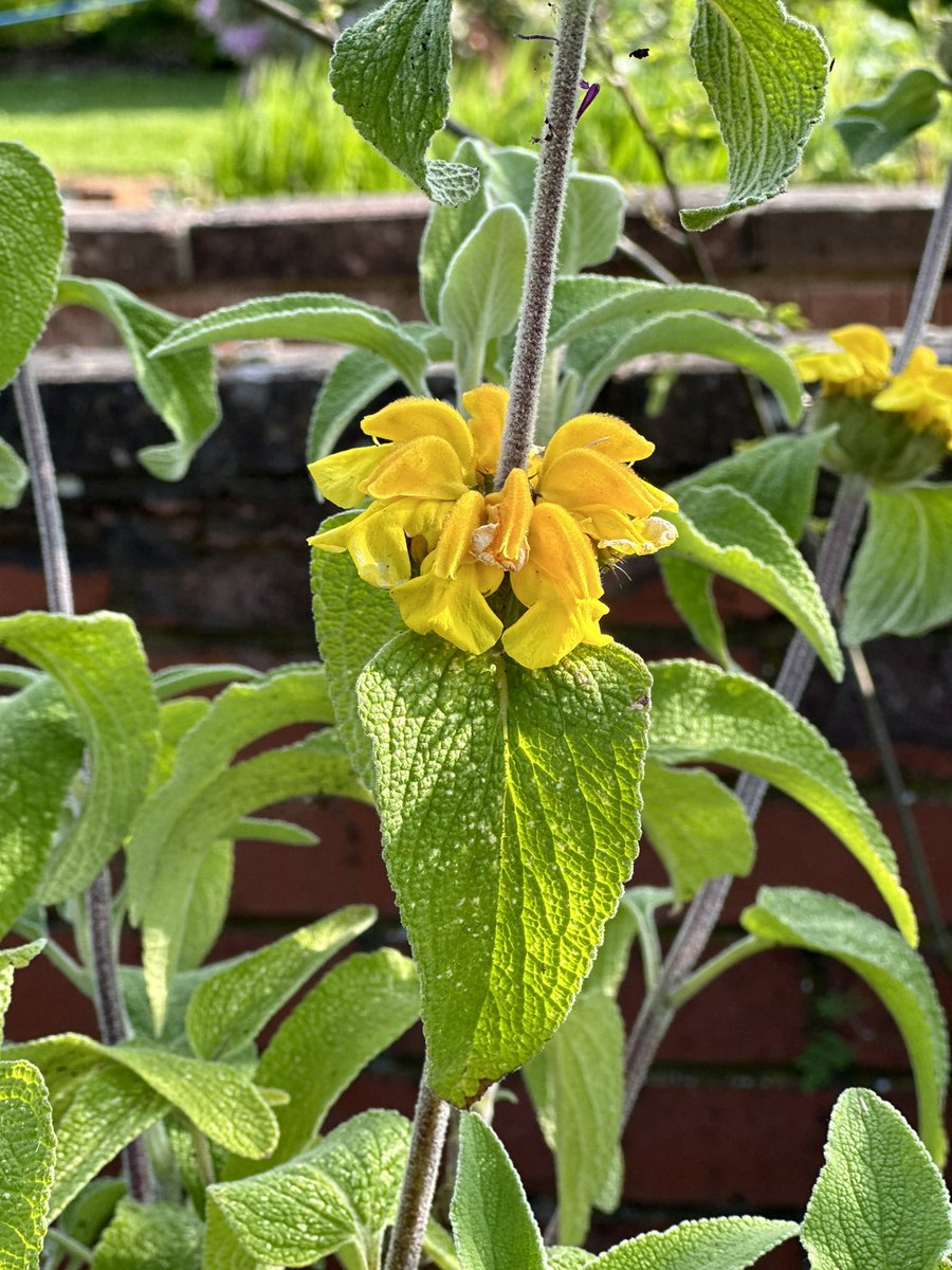 Phlomis longifolia another one of my yellow flower collection! I love yellow! #phlomislongifolia #yellowflowers #droughttolerant #gardenplants #yellow #flowers #seagatenurseries