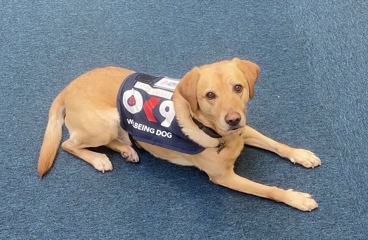 Meet Riley! 🐾 His mission is to spread ❤️ and happiness within @swpolice and be there to help officers and staff through difficult or sad times. Coming to a station near you! 👮‍♂️💙😊🐾 @OscarKiloUK #OK9 #wellbeing #police #bluelight #dogs #dog