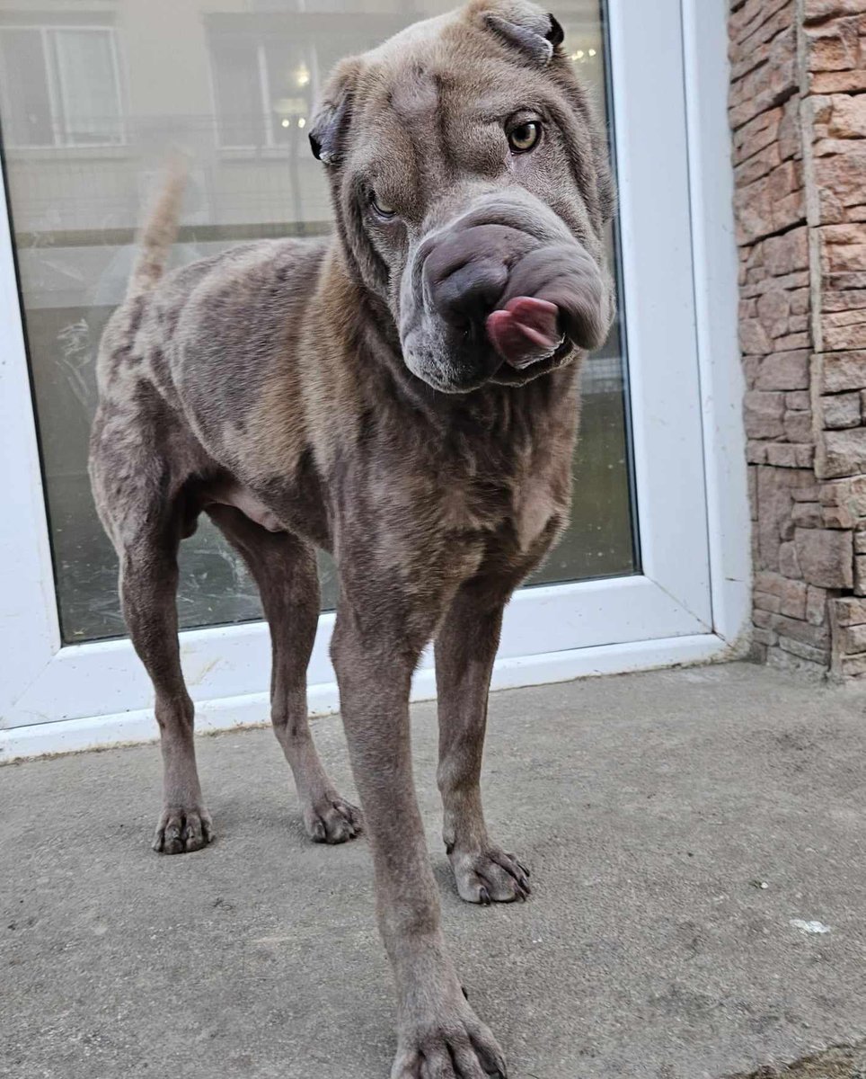 ‼️Namenspate gesucht‼️

Geboren um zu sterben! Dieser tolle Shar Pei Rüde wurde von seinem Besitzer beim Tierarzt abgegeben, um eingeschläfert zu werden. Wir möchten ihm sein Leben sichern & nehmen ihn in die Vermittlung auf. Mag ihn jemand gegen die einmalige Spenden taufen? 🥰